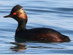 (Eared Grebe) swimming left