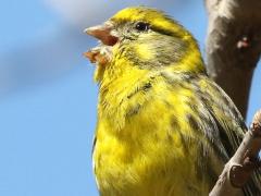 (European Serin) male singing