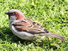 (House Sparrow) male