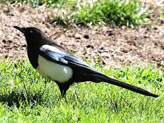 (Eurasian Magpie) standing