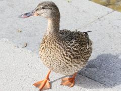 (Mallard) female walking