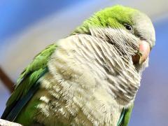 (Monk Parakeet) perching