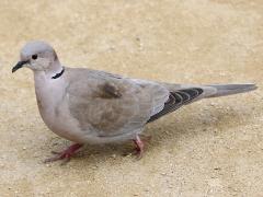 (Eurasian Collared Dove) walking