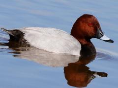 (Common Pochard) male swimming