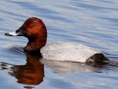 (Common Pochard) male swims