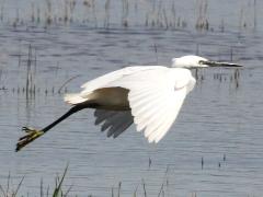 (Little Egret) lift off