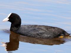 (Eurasian Coot) swimming