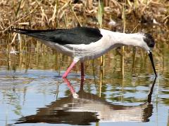 (Black-winged Stilt) feeding