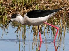 (Black-winged Stilt) walking