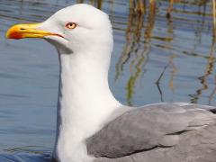 (Yellow-legged Gull) swimming