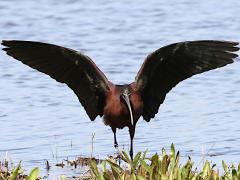 (Glossy Ibis) flaps