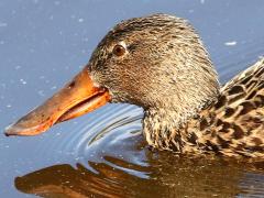 (Northern Shoveler) female swimming