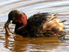 (Little Grebe) (Cambarid Crayfish)