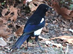 (Eurasian Magpie) dorsal