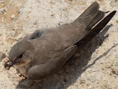 (Eurasian Crag Martin) dorsal