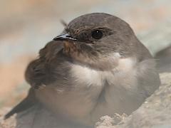 (Eurasian Crag Martin) frontal