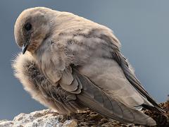 (Eurasian Crag Martin) perching