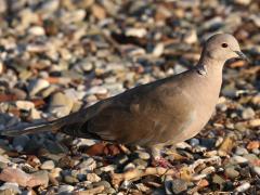 (Eurasian Collared Dove) profile