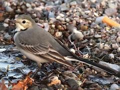 (White Wagtail) profile