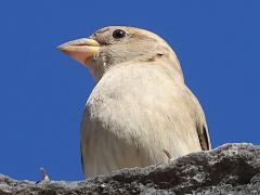 (House Sparrow) female