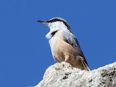 (Western Rock Nuthatch) perching