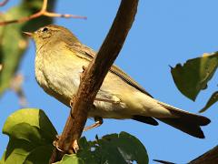 (Willow Warbler) perching