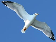 (Yellow-legged Gull) cruising