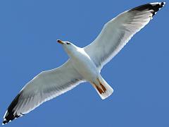 (Yellow-legged Gull) gliding