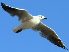 (Andean Gull) juvenile gliding