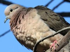 (Eared Dove) fluffed