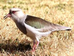 (Andean Lapwing) eating