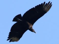 (Black Vulture) soars