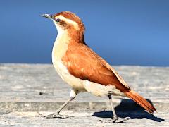 (Wing-banded Hornero) walking