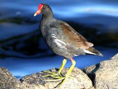 (Common Gallinule) standing