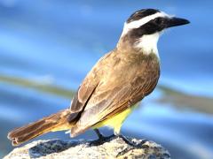 (Great Kiskadee) standing