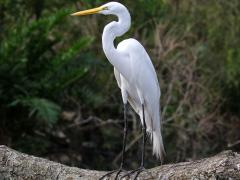 (Great Egret) standing