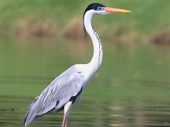 (Cocoi Heron) standing