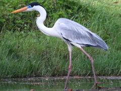 (Cocoi Heron) walking