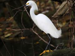 (Snowy Egret) standing