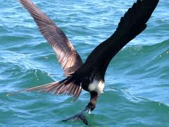 (Magnificent Frigatebird) female fishing