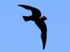 (White-collared Swift) flight