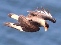 (Crested Caracara) flight