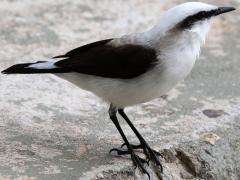 (Masked Water-tyrant) standing