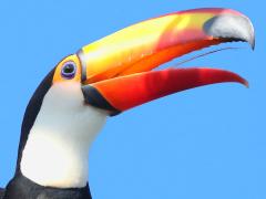 (Toco Toucan) yawning