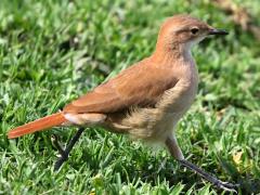 (Rufous Hornero) walking