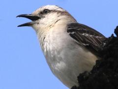 (Chalk-browed Mockingbird) singing