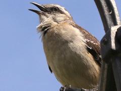 (Chalk-browed Mockingbird) sings