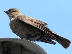 (Shiny Cowbird) female