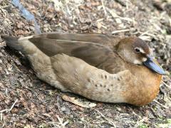 (Brazilian Teal) female