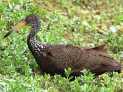 (Limpkin) wading